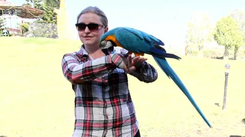 Playing with parrot macaws ( Ara ararauna) Stock Footage 48063595