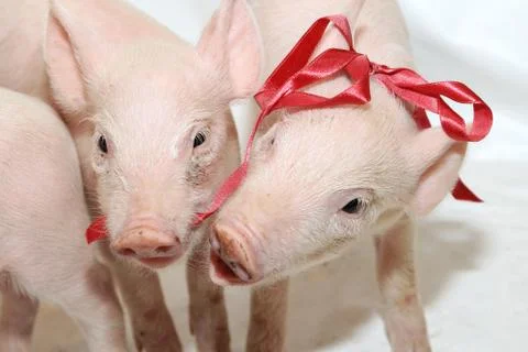 Playing Piglets Farm Stock Photos