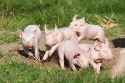 Playing piglets on a meadow Stockfoto's