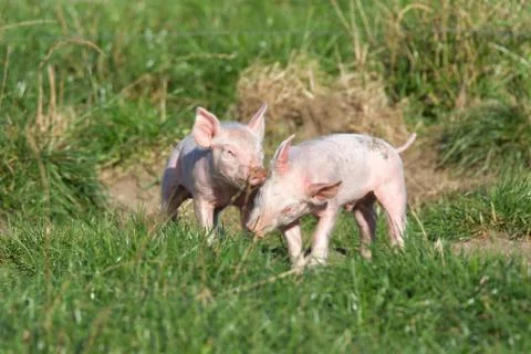 Playing piglets on a meadow Stock Photos