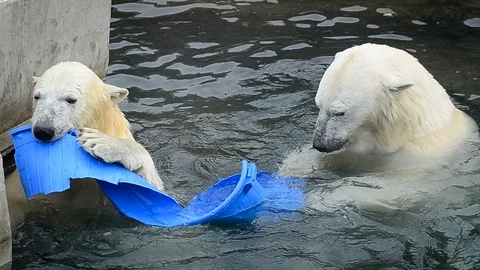 Playing polar bears Stock Footage 91568978