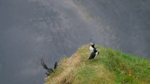 Playing Puffins Stock Footage 295239833