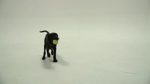 Playing Puppy 1 Stock Footage 47491848