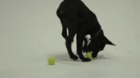 Playing Puppy 2 Stock Footage 47491834