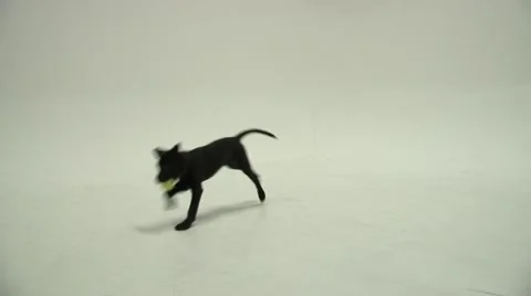 Playing Puppy 3 Stock Footage 47491727