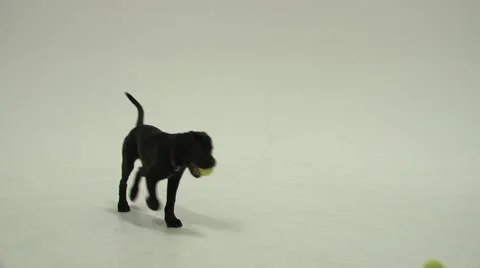 Playing Puppy 5 Stock Footage 47491899