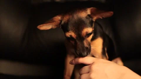 Playing puppy Stock Footage 7738170