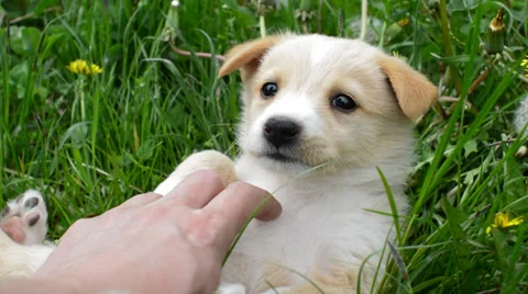 Playing with a puppy Stock Footage