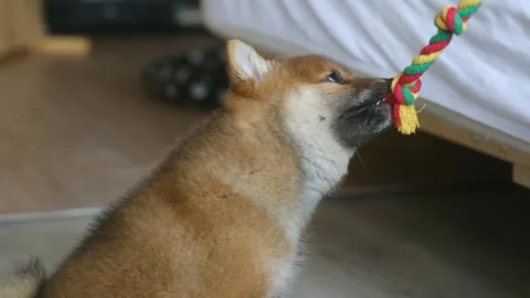 Playing with a puppy at home Stock Footage 263968508