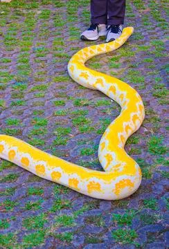  playing with python snake Stock Photos