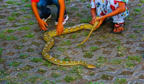  playing with python snake Photos