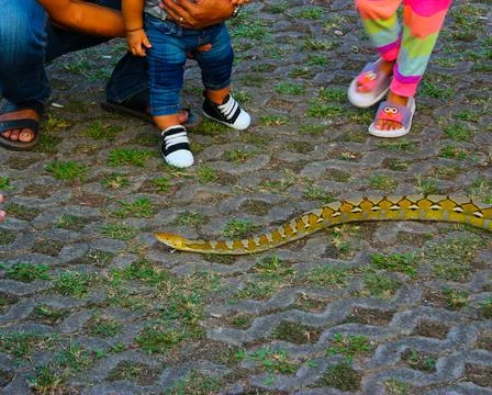  playing with python snake Stock Photos