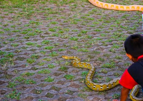  playing with python snake 스톡 사진
