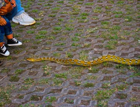  playing with python snake Stock Photos