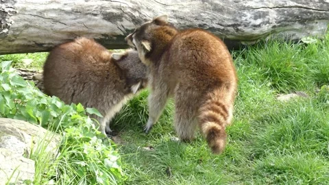 Playing raccoons in nature Stock Footage 231331698