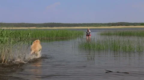 Playing in the river with the dog. Stock Footage 49390414
