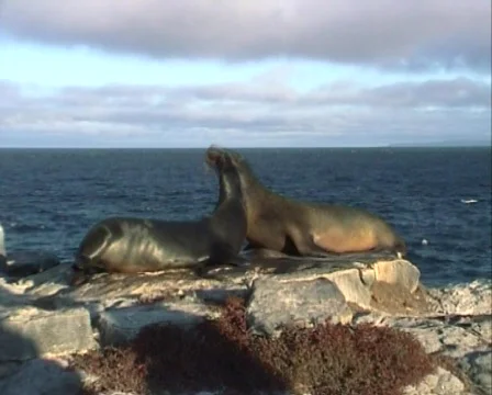Playing seals Stock Footage 619698