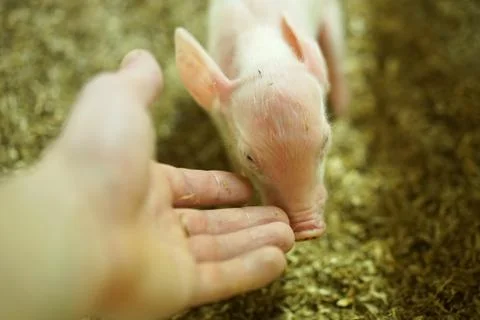Playing with a small piglet. Stock Photos