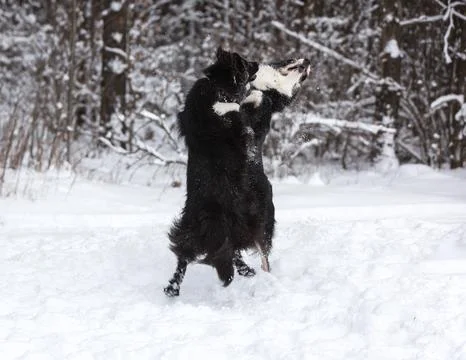 Playing in the snow Stock Photos