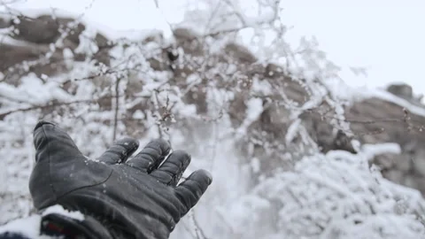 Playing with snow in winter, hand pulls a tree branch, and snow falls in camera. Stock Footage 146238587