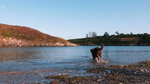 Playing with the stick Video stock 113911688