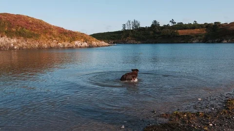 Playing with the stick Stock-Footage 113912403