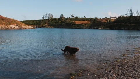 Playing with the stick Stock-Footage 113914495
