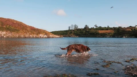 Playing with the stick Stock-Footage 113917312