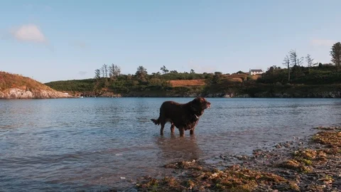 Playing with the stick Video stock 113918504