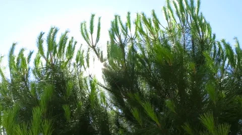 Playing with sun in pine treetop Stock Footage 56168354