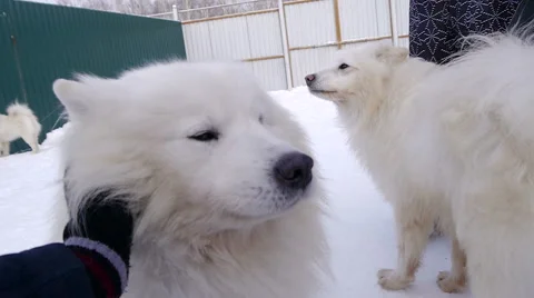 Playing with Syberian Samoeds White Dog Stock Footage 59805194
