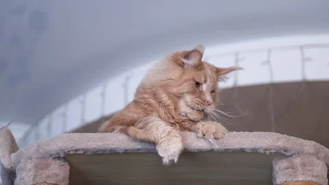 Playing with a tabby red Maine Coon on a cat play stand Stock Footage 328994257