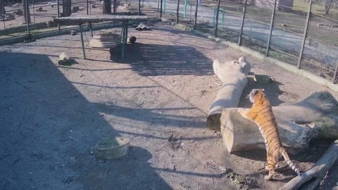 Playing a tiger in a cage on one sunny day Stock Footage 150808456