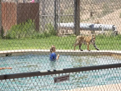 Playing With Tiger In Pool, Ariizona Stock Footage 119546401