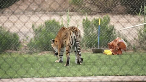Playing with Tiger Wildlife in Open Cage, Arizona MAH00355 3 Stock Footage