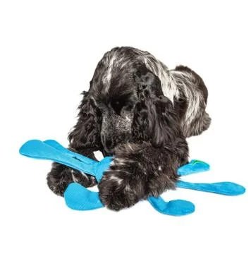 Playing with a toy Stock Photos