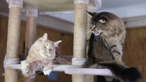 Playing with two Maine Coon cats, a red one and a smoky one Stock Footage 328994004