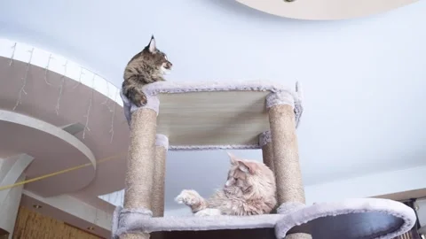 Playing with two Maine Coon cats, a red one and a smoky one Stock Footage 328994021