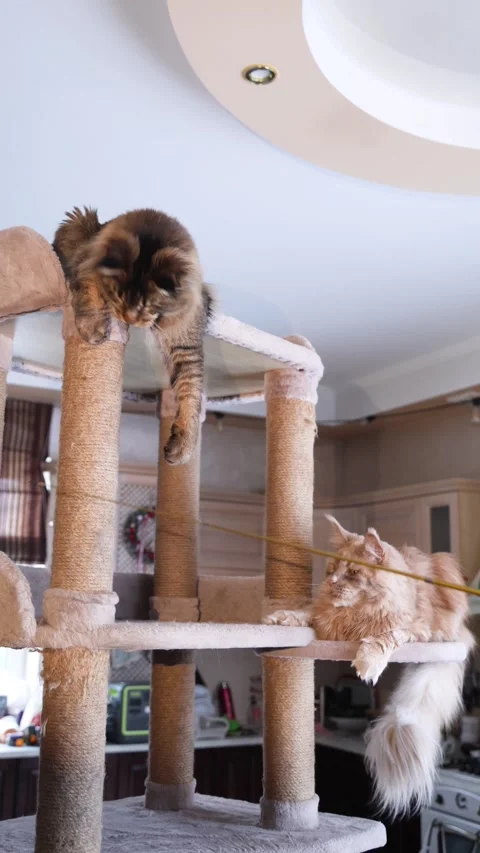 Playing with two Maine Coon cats, a red one and a smoky one Stock Footage 328994079