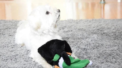 Playing with white dog on carpet Stock Footage 129767906