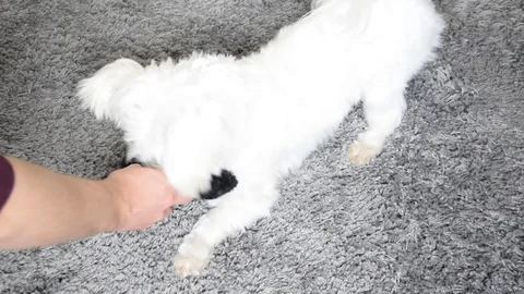 Playing with white dog on carpet Stock Footage 129767939