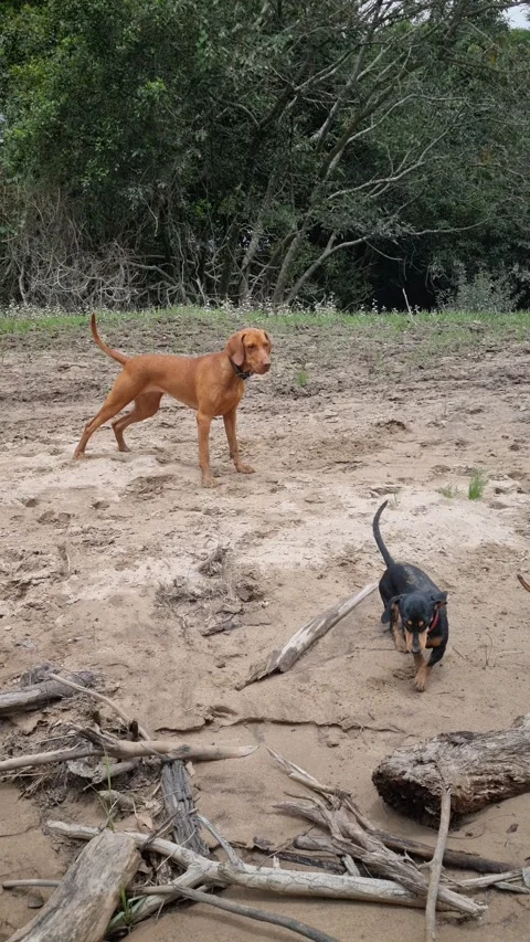 Playing in the wind Stock Footage 238087412