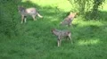Playing Wolves in grassy landscape at a sunny day HD Footage