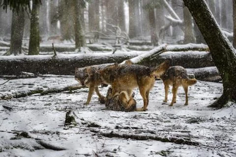Playing wolves in the snowy forest Stock Photos
