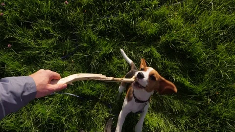 Playing with young dog, first person view, beagle jump and catch stick Stock Footage 80592929
