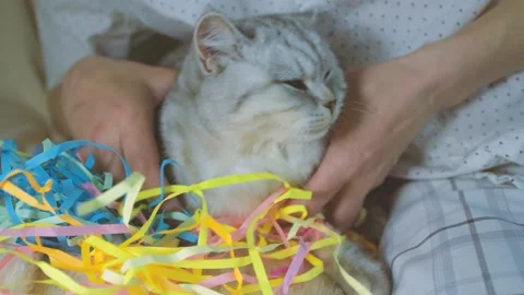 Plays with a cat ribbons. Stock Footage 181587423