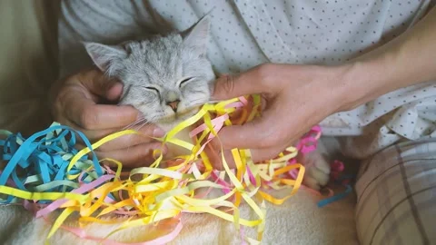 Plays with a cat ribbons. Stock Footage 181588564