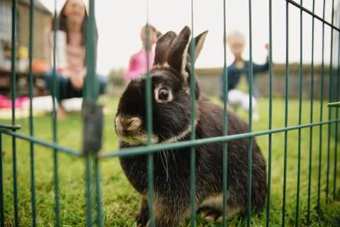 Playtime With Cute Rabbit Stock Photos