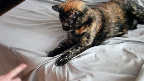 Playtime with kitty Stock Footage 94592779