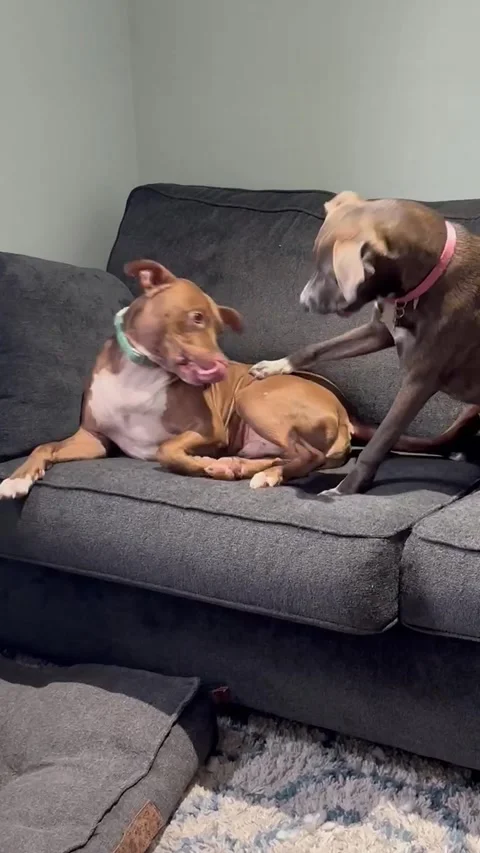 Playtime Pandemonium Stock Footage 313292165